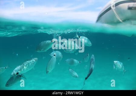 Split Screen, under-over scene of Saddled Seabream just below the surface of the crystal clear Turquoise Sea with Blue Sky, White Clouds and Dinghy. Stock Photo