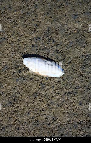 Shell (Cuttlebone) of the Cuttlefish (Sepia officinalis) during low Tide at North Sea,Germany Stock Photo