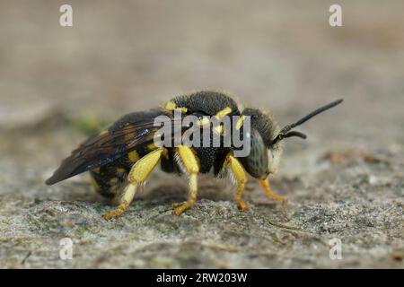 Detailed closeup on a male European Yellow rotund resin bee, Anthidiellum strigatum sitting on the ground Stock Photo