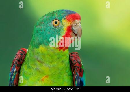 swift parrot, critically endangered in the wild Stock Photo