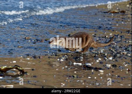 Eurasian Otter (Lutra lutra) Immature running through water at edge of beach. Stock Photo