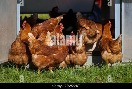 17.04.2023, Germany, North Rhine-Westphalia, Wesel - Free-range organic chickens on a meadow in front of a chicken mobile. Free-range chickens live ou Stock Photo