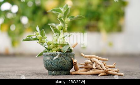 Withania somnifera plant. Commonly known as Ashwagandha (winter cherry), is an important medicinal plant that has been used in Ayurved. Indian ginseng Stock Photo