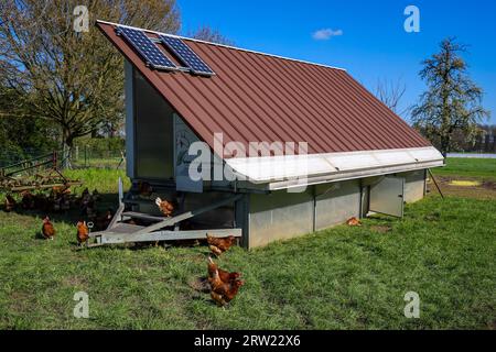 17.04.2023, Germany, North Rhine-Westphalia, Wesel - Free-range organic chickens on a meadow in front of a chicken mobile. Free-range chickens live ou Stock Photo