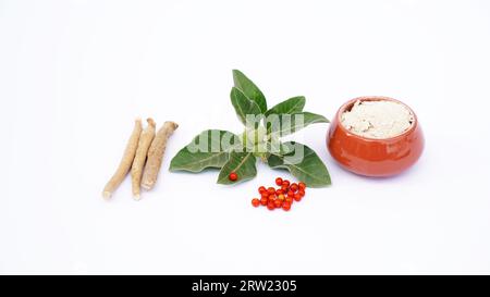 Withania somnifera plant. Commonly known as Ashwagandha (winter cherry), is an important medicinal plant that has been used in Ayurved. Indian ginseng Stock Photo