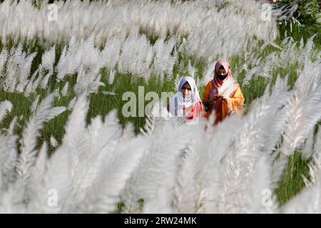 Dhaka, Bangladesh - September 16, 2023: Bangladesh girl with Kash Flower, (wild sugarcane) signs of arrival of autumn at Dhaka in Bangladesh. Stock Photo