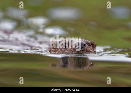 Eurasian Otter (Lutra lutra) Immature swimming with head above water. Stock Photo