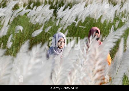 Dhaka, Bangladesh - September 16, 2023: Bangladesh girl with Kash Flower, (wild sugarcane) signs of arrival of autumn at Dhaka in Bangladesh. Stock Photo