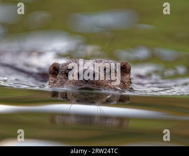 Eurasian Otter (Lutra lutra) Immature swimming with head above water. Stock Photo