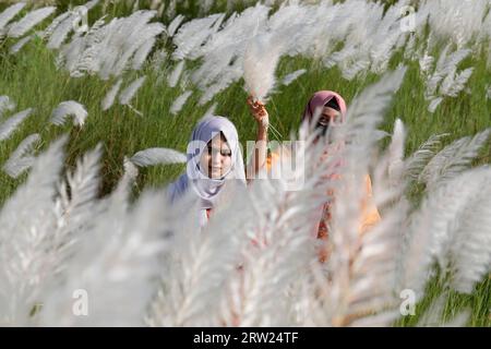 Dhaka, Bangladesh - September 16, 2023: Bangladesh girl with Kash Flower, (wild sugarcane) signs of arrival of autumn at Dhaka in Bangladesh. Stock Photo