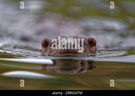 Eurasian Otter (Lutra lutra) Immature swimming with head above water. Stock Photo