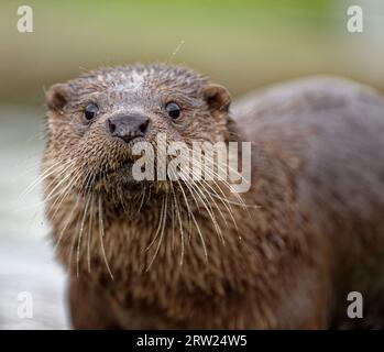 Eurasian Otter (Lutra lutra) Immature with wet fur looking. Stock Photo