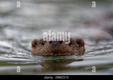 Eurasian Otter (Lutra lutra) Immature swimming with head above water. Stock Photo