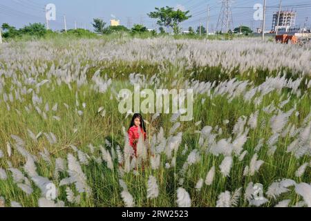 Dhaka, Bangladesh - September 16, 2023: Bangladesh girl with Kash Flower, (wild sugarcane) signs of arrival of autumn at Dhaka in Bangladesh. Stock Photo