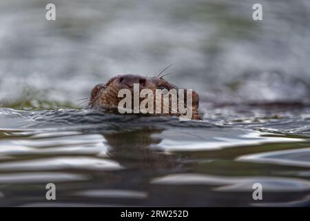 Eurasian Otter (Lutra lutra) Immature swimming with head above water. Stock Photo