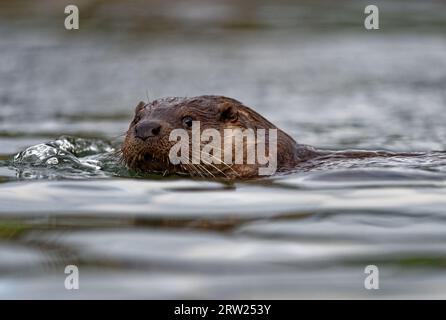 Eurasian Otter (Lutra lutra) Immature swimming with head above water. Stock Photo