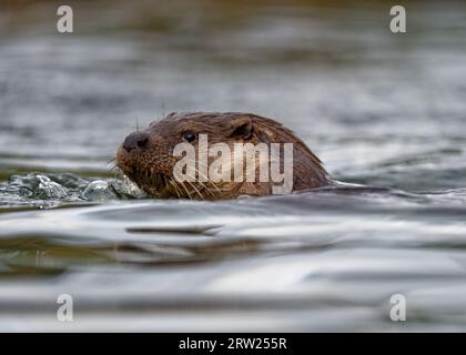 Eurasian Otter (Lutra lutra) Immature swimming with head above water. Stock Photo