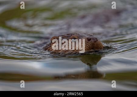 Eurasian Otter (Lutra lutra) Immature swimming with head above water. Stock Photo