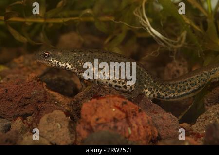 Detailed closeup on a female of the small Italian newt, Lissotriton italicus Stock Photo