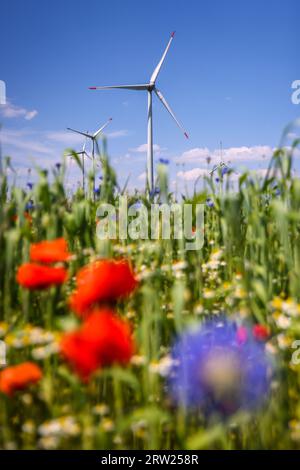 04.07.2023, Germany, North Rhine-Westphalia, Lichtenau - Wind farm in agricultural landscape, in the foreground blue stripes at the wheat field, poppi Stock Photo