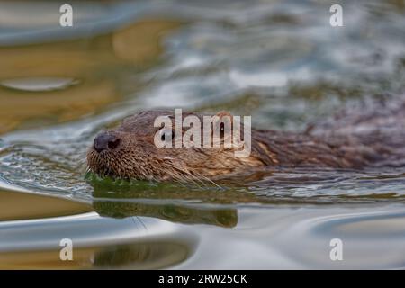 Eurasian Otter (Lutra lutra) Immature swimming with head above water. Stock Photo