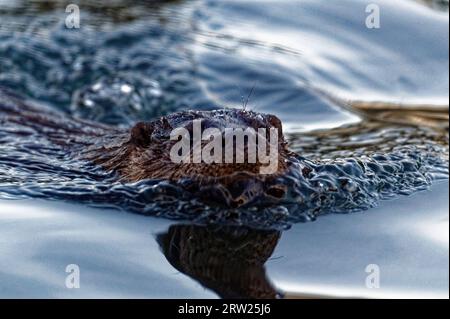 Eurasian Otter (Lutra lutra) Immature swimming with head above water. Stock Photo