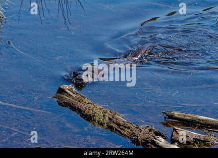 Eurasian Otter (Lutra lutra) Immature swimming with head above water. Stock Photo