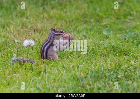 The chipmunk mother carries the little chipmunk to a new nest. Close-up photo. Stock Photo