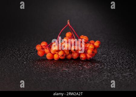 Brush of rowan with berries covered with water drops on a dark background with water drops, selective focus Stock Photo