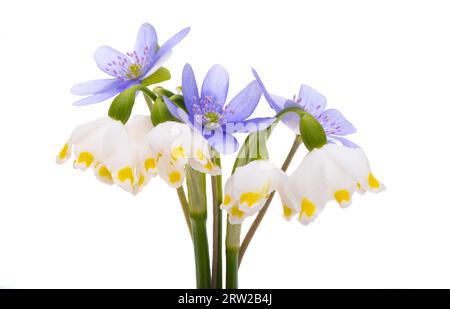 first spring flowers isolated on white background Stock Photo