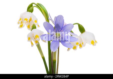 first spring flowers isolated on white background Stock Photo