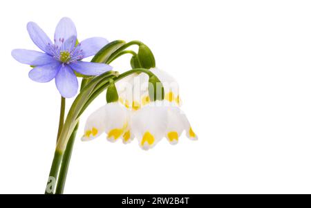 first spring flowers isolated on white background Stock Photo