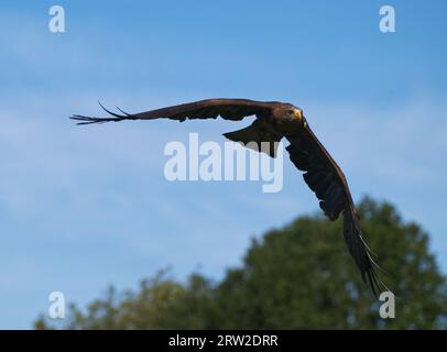 Red Kite   Yellow-billed Kite Stock Photo