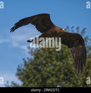 Red Kite   Yellow-billed Kite Stock Photo