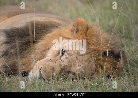 Adult male lion lies on ground looking relaxed into camera, head down, eyes open, Maasai Mara, Kenya, Africa Stock Photo