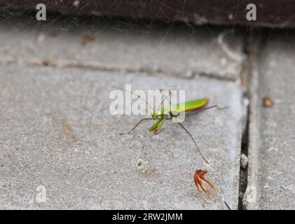 A green praying mantis standing on tiles near a wall Stock Photo