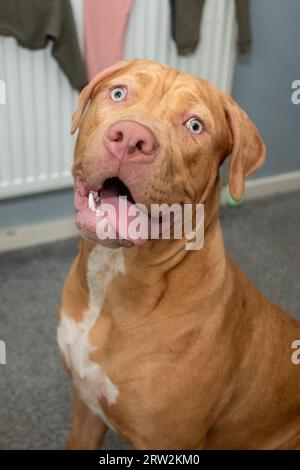 6 Month Old American XL Bully Dog in UK Home Stock Photo