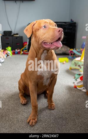 6 Month Old American XL Bully Dog in UK Home Stock Photo