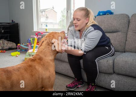 6 Month Old American XL Bully Dog in UK Home Stock Photo