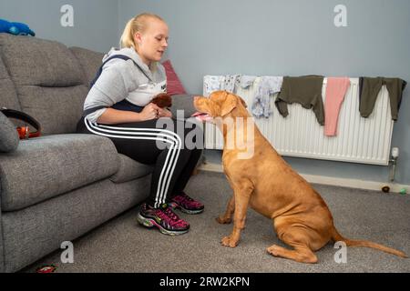 6 Month Old American XL Bully Dog in UK Home Stock Photo