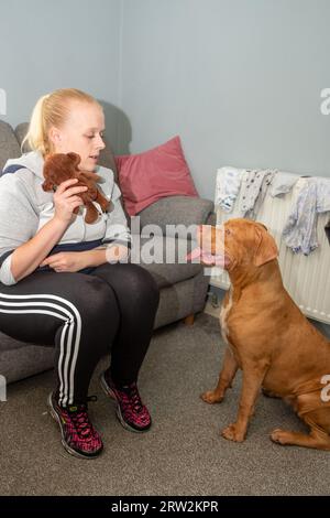 6 Month Old American XL Bully Dog in UK Home Stock Photo