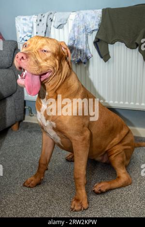 6 Month Old American XL Bully Dog in UK Home Stock Photo