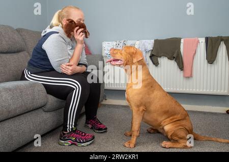 6 Month Old American XL Bully Dog in UK Home Stock Photo