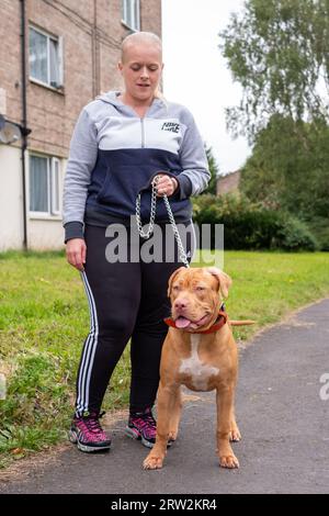 6 Month Old American XL Bully Dog in UK Home Stock Photo