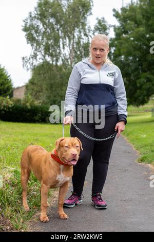 6 Month Old American XL Bully Dog in UK Home Stock Photo