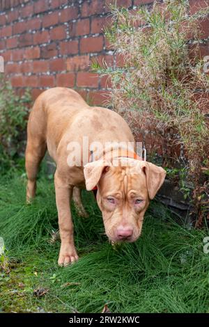 6 Month Old American XL Bully Dog in UK Home Stock Photo