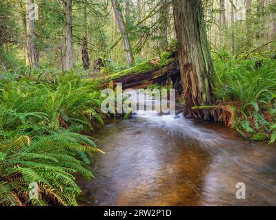 A seasonal stream flowing through the temperate rainforest in the Elder Cedar Nature Reserve on Gabriola Island. Stock Photo