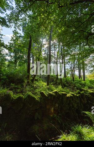 Woodland in Glen Rosa, Goat Fell, Isle of Arran, Firth of Clyde, Scotland, UK Stock Photo