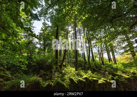 Woodland in Glen Rosa, Goat Fell, Isle of Arran, Firth of Clyde, Scotland, UK Stock Photo