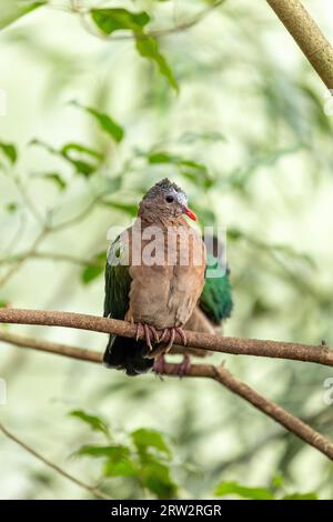 Delicate, vibrant dove found in Indonesian forests. The Common Emerald Dove, Chalcophaps indica, boasts iridescent green plumage Stock Photo